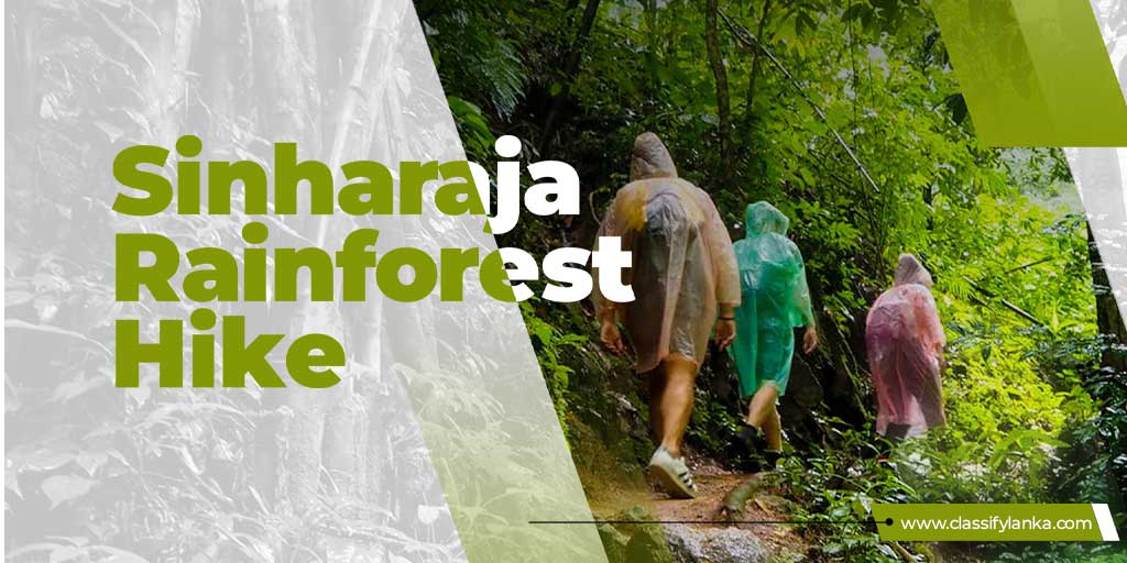 sinharaja rainforest hike